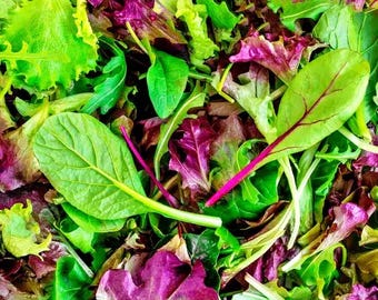 Mesclun Mixed Greens, Heirloom Lettuce Seeds: (Open Pollinated, Non-GMO)