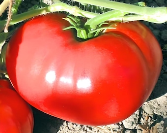 Delicious, Heirloom Tomato Seeds: Grown to Organic Standards Open Pollinated Gardening Non-GMO