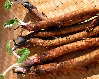 Takinogawa Long,  Burdock Gobo,  Heirloom Garden Seeds  (Arctium Lappa) Culinary  Non-GMO