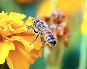 Honey Bee Friendly, Wildflower Seed Mix: Heirloom Non-GMO, Open Pollinated