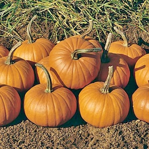 Baby Bear Pumpkin Seeds: Mini Heirloom Variety, Non-GMO (15+ Seeds)