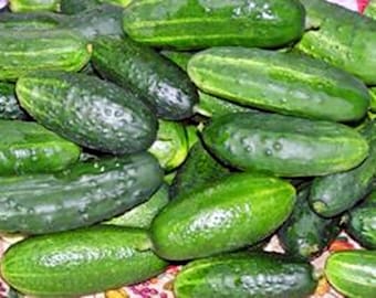 Russian Pickling   Cucumber  Heirloom Seeds  Easy to Grow  Open Pollinated  Heirloom Gardening  Non-GMO