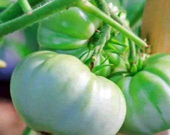 White Snowball,  Tomato,  Heirloom Garden Seeds  Large Beefsteak  Organic Standards  Open Pollinated  Gardening  Non-GMO