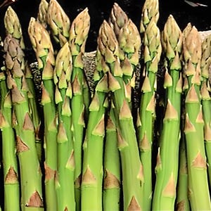 Mary Washington,  Asparagus,  Heirloom Seeds,  Garden Marvelously Productive  Best Open Pollinated Gardening Non-GMO
