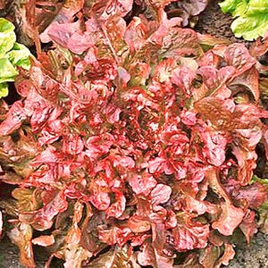 Red Salad Bowl Leaf,  Lettuce,  Heirloom Seeds,   Open Pollinated Vegetable Garden Seeds Non-GMO