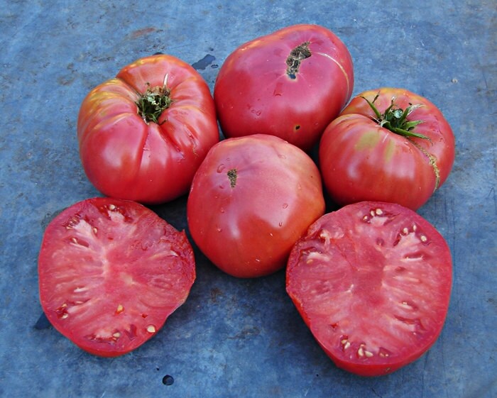 Blue Ridge Mountain Tomato Heirloom Garden Seed NonGMO Grown Etsy