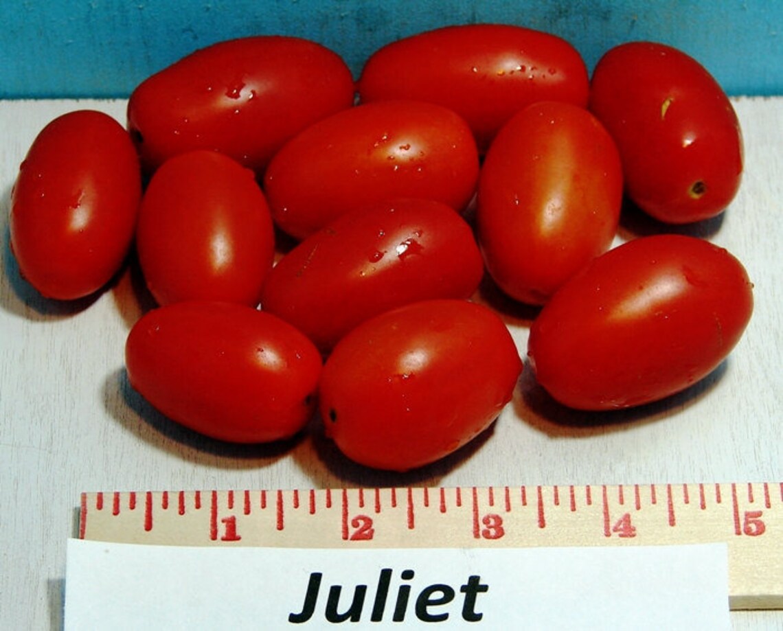 Juliet Tomato Heirloom Garden Seed Grown To Organic Standards Etsy