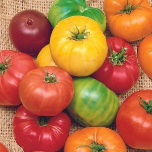 Rainbow Beefsteak Mix, Heirloom Tomato Seeds: Open Pollinated Container Gardening Vegetable Non GMO