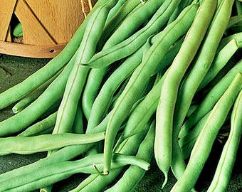 Black Valentine, Bush Bean Seeds: Heirloom Dual-Purpose Vegetable