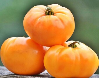 Oma's Orange,  Tomato,  Heirloom Garden Seeds   Open Pollinated  Container Gardening Vegetable NonGMO