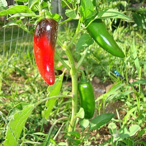 Craig&#39;s Grande Jalapeno,  Hot Pepper,    Heirloom Seeds,  Naturally Grown   Open Pollinated   Hot Pepper   Non-GMO