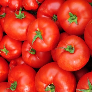 Caribe, Tomato, Heirloom Seeds, Rare Naturally Grown Open Pollinated Non-GMO