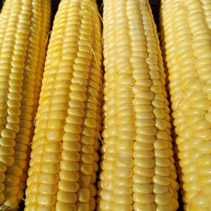 Candy Mountain Sweet Corn Seeds: Heirloom, Open Pollinated (Non-GMO)