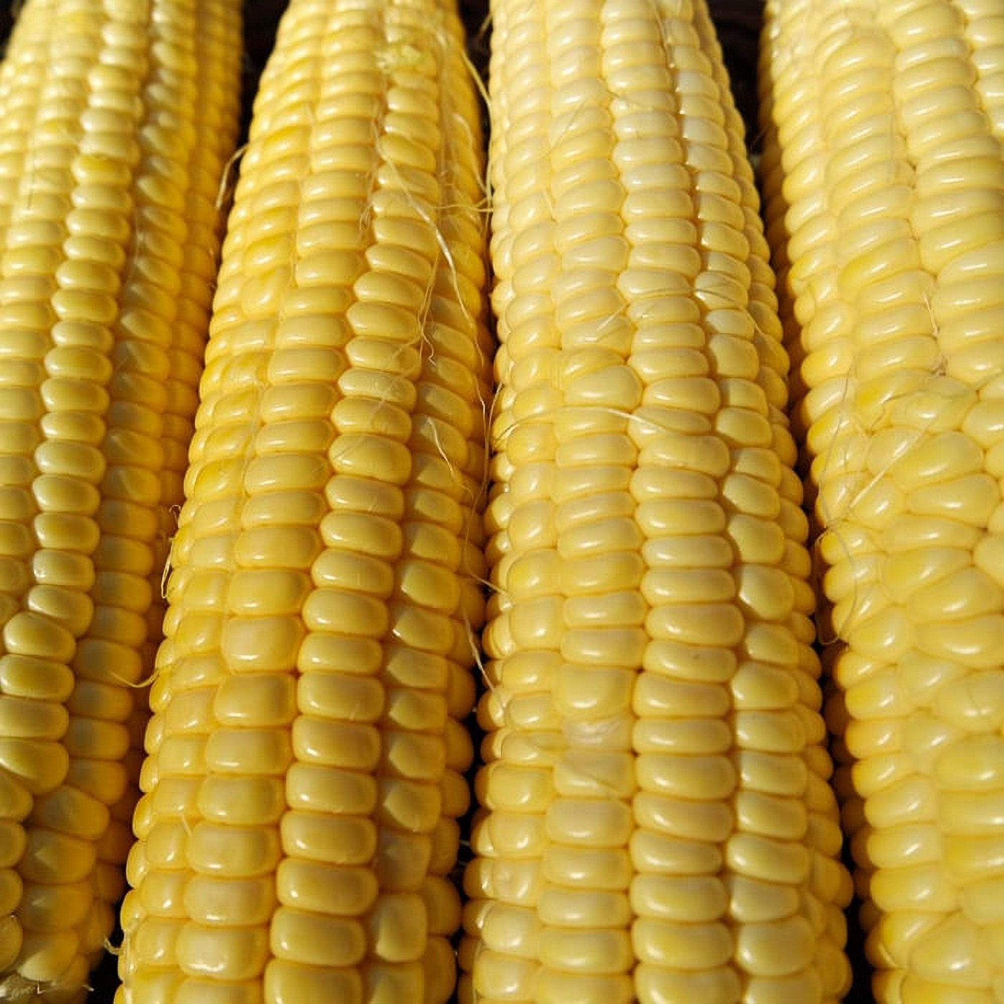 NC Herloom ndan Corn Seeds - Ornamental Corn - Non GMO - Open