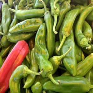 NuMex Joe E Parker,   Hot Pepper,    Heirloom Seeds,  Open Pollinated   Container Gardening   Vegetable Gardening   Non-GMO
