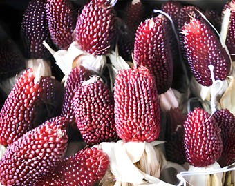 Strawberry, Popcorn Seeds: Heirloom Open Pollinated Gardening Non-GMO
