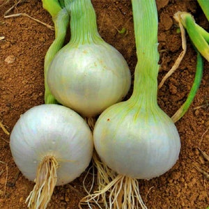 White Sweet Spanish, Onion, Heirloom Seeds, Open Pollinated Container Gardening Vegetable Seeds Garden Seeds Non-GMO