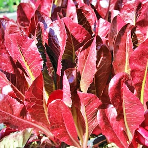 Super Red,  Romaine Lettuce, Heirloom Seeds, Vegetable Gardening Heat & Frost Resistant Non-GMO
