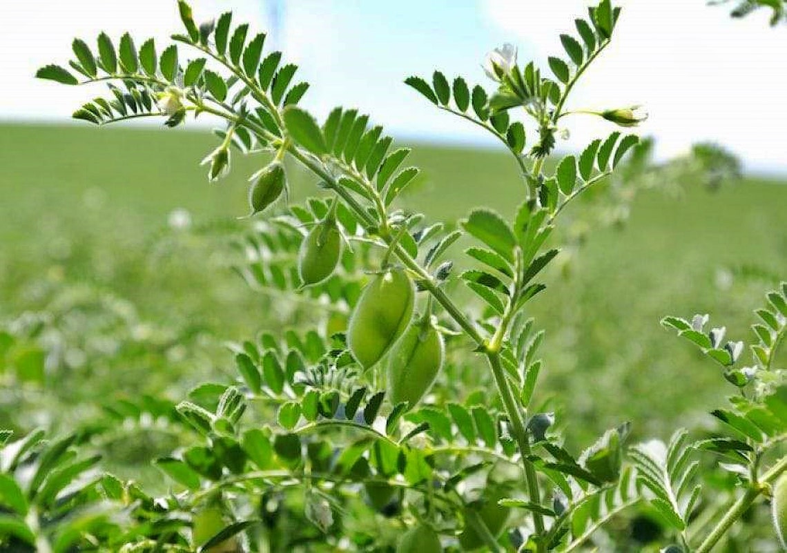 Black Garbanzo Bush Bean Seeds / NonGMO Heirloom Open Etsy