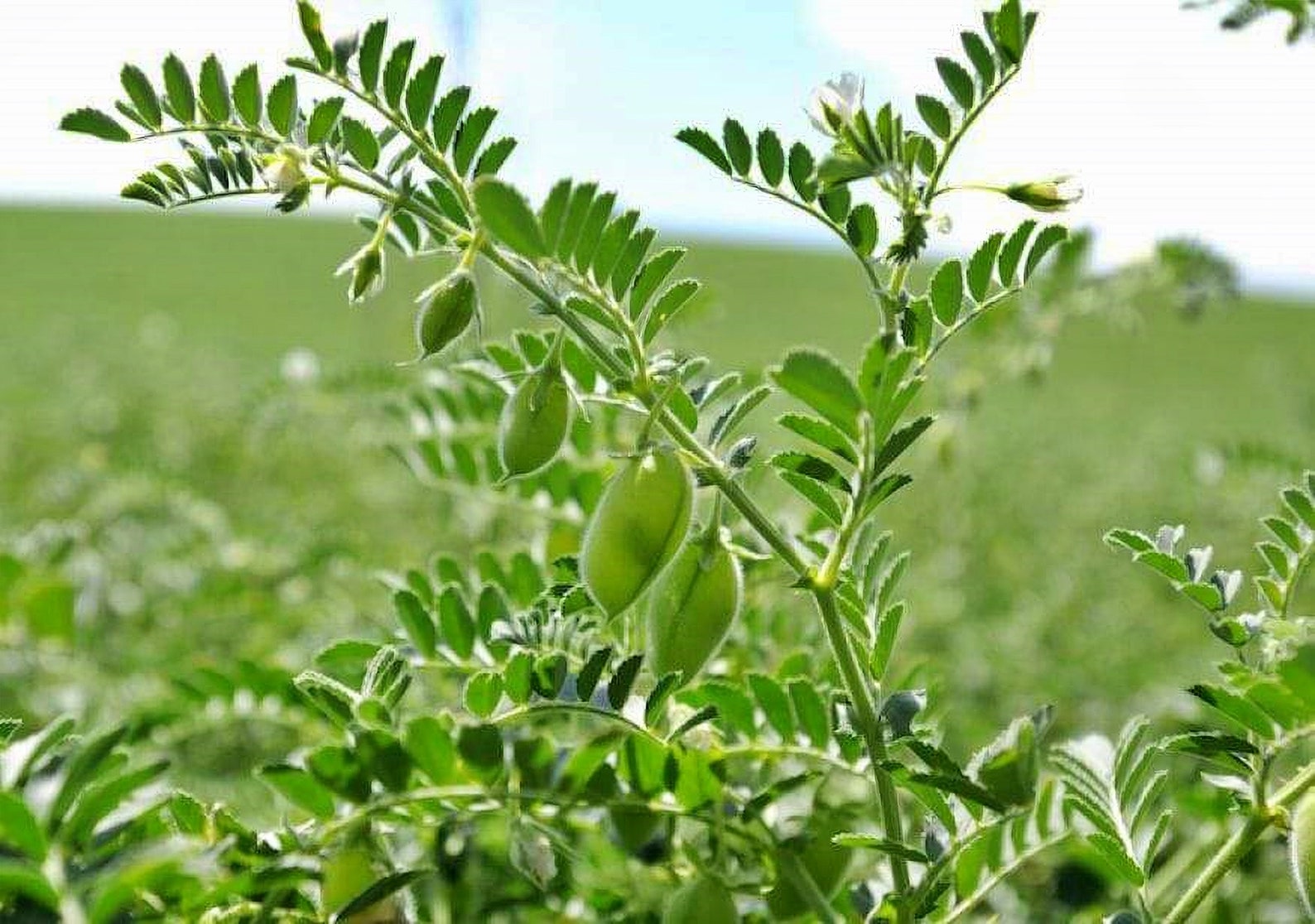 Black Garbanzo Bush Bean Seeds / NonGMO Heirloom Open Etsy