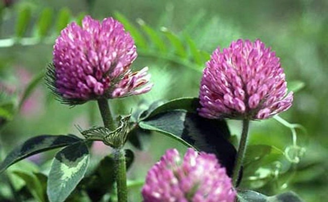 Red Clover Herb Seeds / Heirloom Medicinal Open Pollinated Etsy