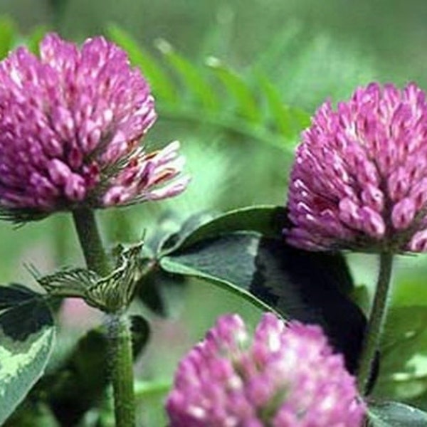 Red Clover,  Culinary & Medicinal  Herbs,  Heirloom Garden Seeds  Open Pollinated   Bee Friendly   Non-GMO