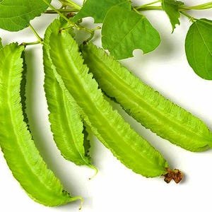 Asian Winged Bean Seeds: Heirloom Garden Vegetable (Open Pollinated)