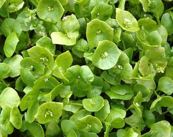 Miners Lettuce, Winter Purslane Seeds: Claytonia perfoliata. Gourmet Greens
