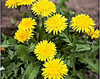 True Dandelion   Heirloom Garden Seeds  Culinary Herb   GMO Free (Taraxacum Officinale)**