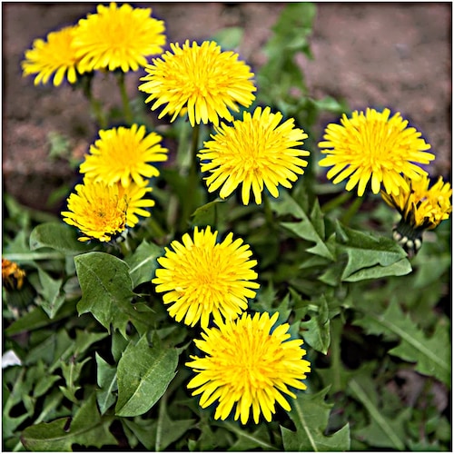 True Dandelion   Heirloom Garden Seeds  Culinary Herb   GMO Free (Taraxacum Officinale)**