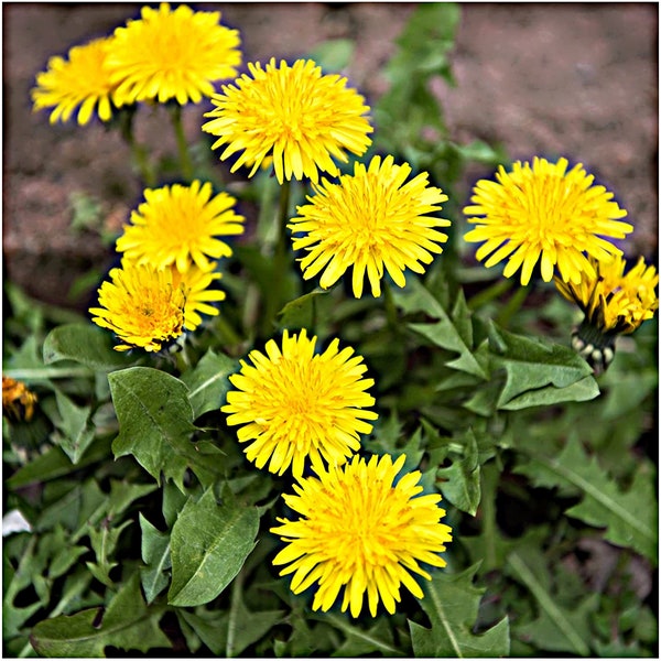 True Dandelion   Heirloom Garden Seeds  Culinary Herb   GMO Free (Taraxacum Officinale)**