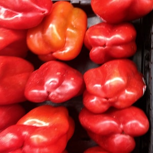 Big Red, Sweet Bell Pepper, Heirloom Seeds, Open Pollinated Vegetable Seeds Non-GMO
