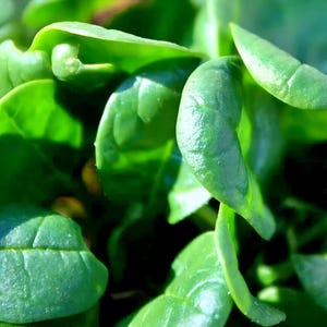 Viroflay Spinach Seeds: French Heirloom, Non-GMO, Gourmet Greens