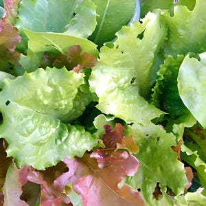 Lettuce,  Gourmet Mix,    Heirloom Seeds,  Naturally Grown   Open Pollinated  Gardening Non-GMO
