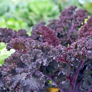 Heirloom Kale Garden Seed Collection: 6 Varieties, Non-GMO