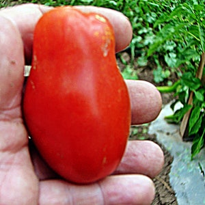 San Marzano Tomato Seeds: Heirloom Paste Tomato, Open Pollinated
