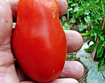 San Marzano Paste,  Tomato,   Heirloom Garden Seeds  (Determinate) Grown to Organic Standards   Open Pollinated   Garden   Non-GMO