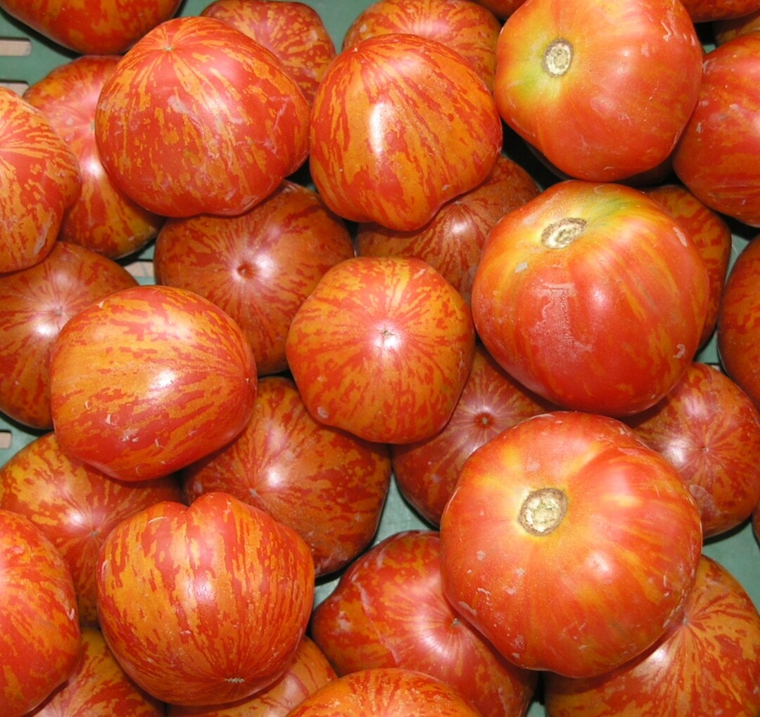 Red Zebra Tomato 30 Heirloom Seeds Grown to Organic Standards Etsy