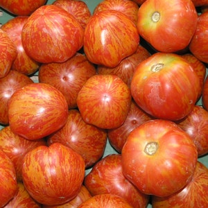Red Zebra, Tomato, Heirloom Seeds, Grown to Organic Standards Open Pollinated Gardening Non-GMO