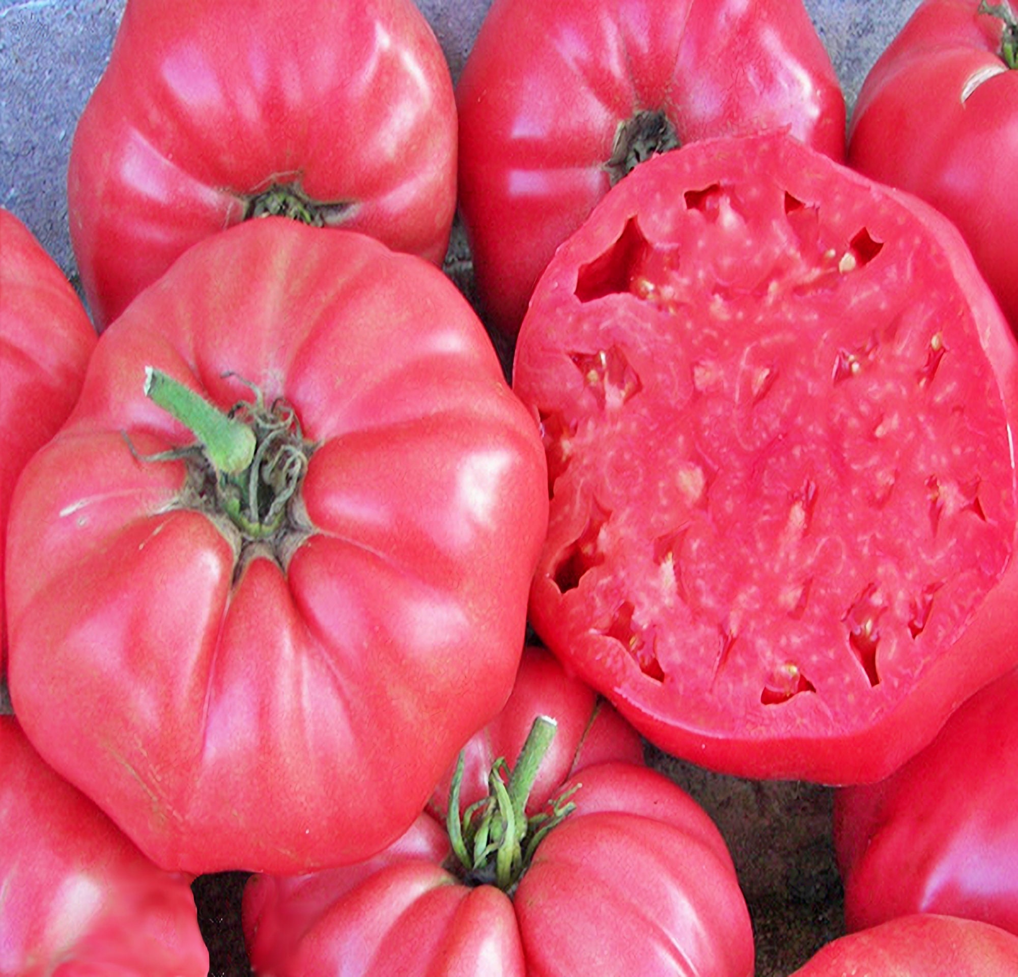 The importance of supporting the Pink Brandy Wine Tomatoes and some  reservoir tips :) 