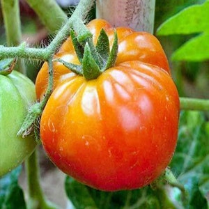 Old German,  Tomato,  Heirloom Seeds, Mennonite community Vegetable Garden Seeds Non-GMO