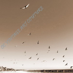 Sepia Beach Birds California taken in Orange Digital Picture Photo Wallpaper Image Download
