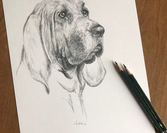 Bloodhound Dog Pencil Drawing, Original Animal Sketch (9x12)