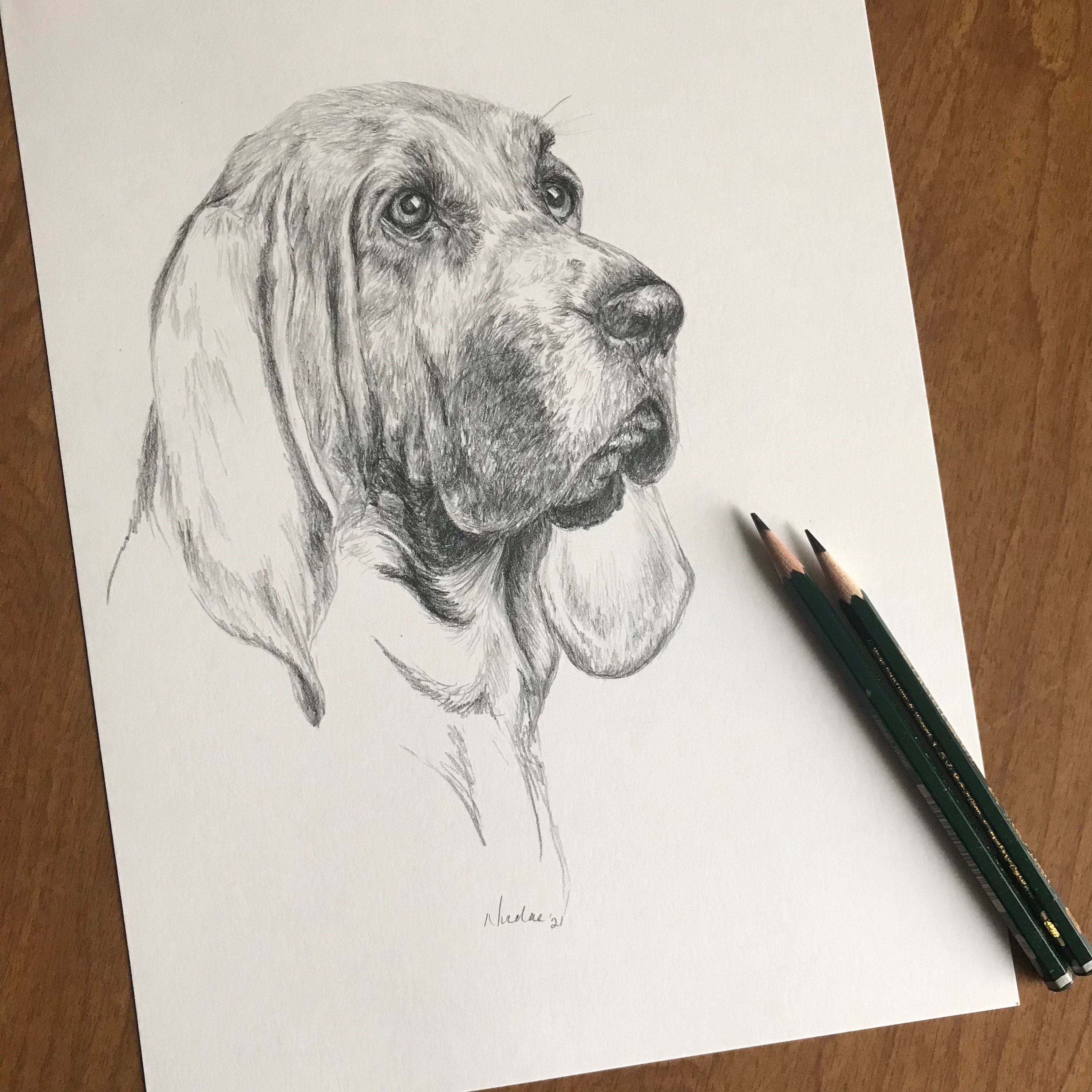 Original dog pencil drawing Nicolae Art animal artist Nicole Smith Blood hound canine sketch 9x12 Original dog pencil drawing Nicolae Art animal artist Nicole Smith Blood hound canine sketch 9x12