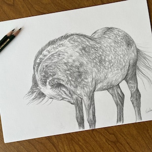 Orignial horse pencil drawing by equine artist Nicole Smith Gray Andalusian art graphite sketch size 9x12