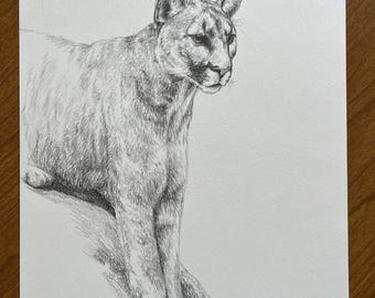 Mountain Lion Pencil Drawing, Wildlife Art, 9x12