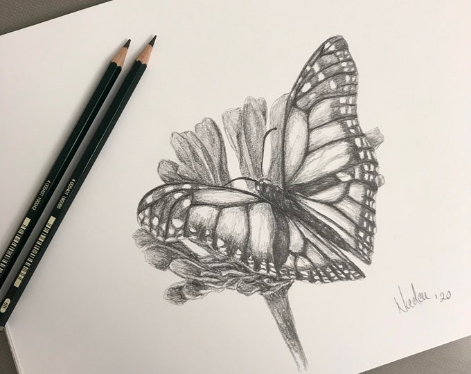 Original pencil drawing Nicolae Art animal artist Nicole Smith butterfly sketch 9x12