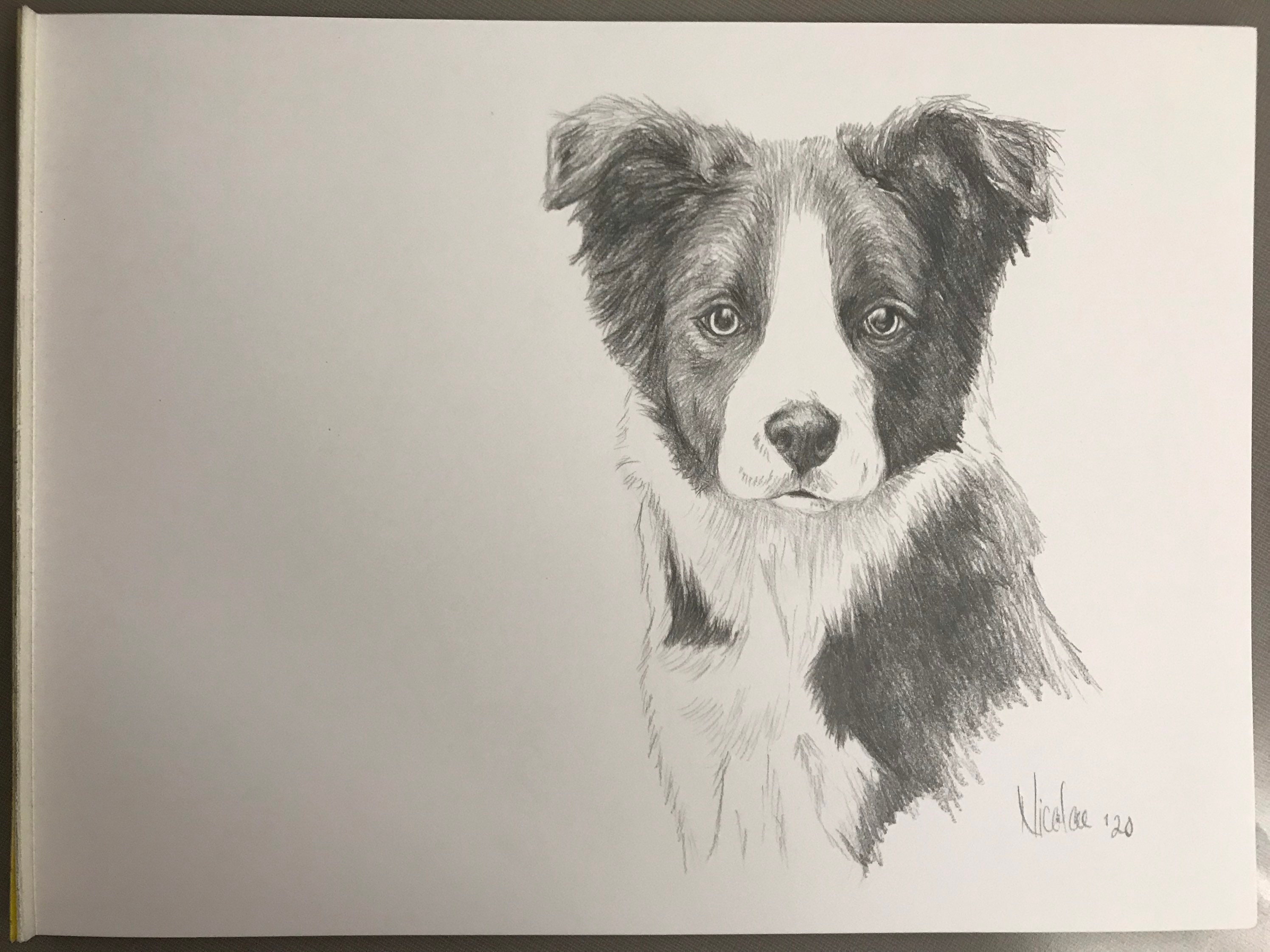 dog sketch