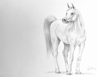 Arabian Horse Pencil Drawing: Equine Art, Graphite Sketch (9x12)