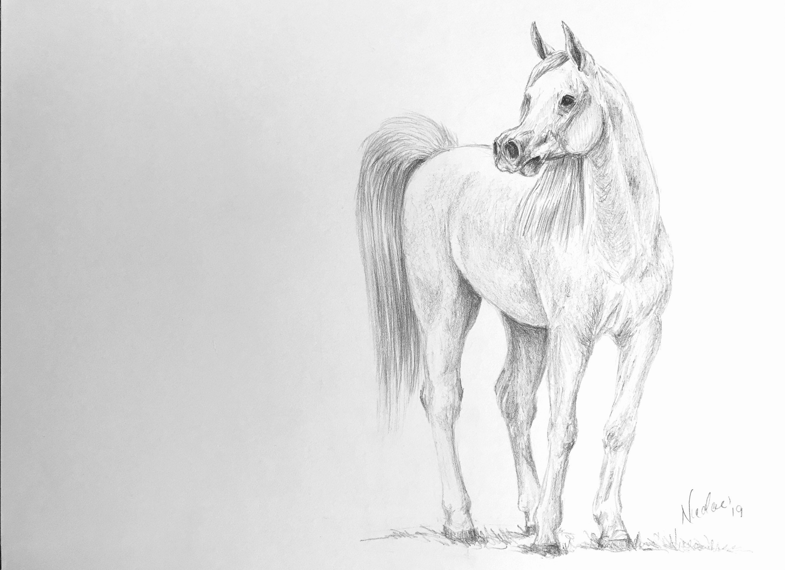 dessin crayon graphite : le cheval - Croquis XL